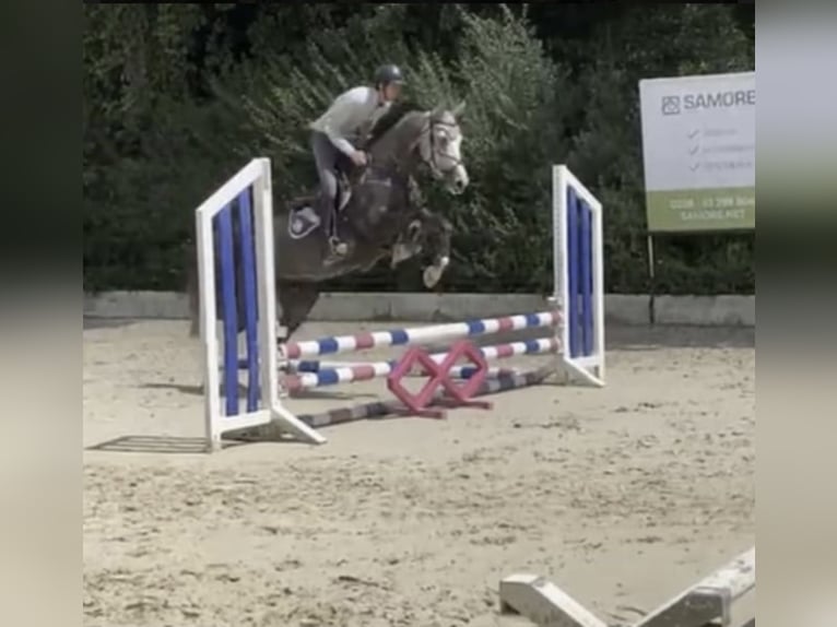 Westfaliano Castrone 6 Anni 167 cm Grigio in Windhagen