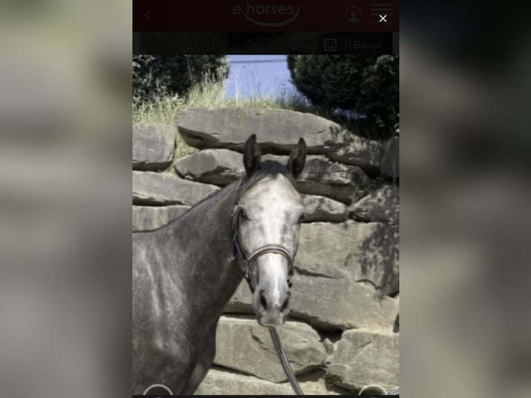 Westfaliano Castrone 6 Anni 167 cm Grigio in Windhagen