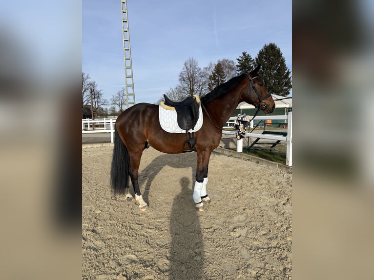 Westfaliano Castrone 6 Anni 168 cm Baio in Dortmund