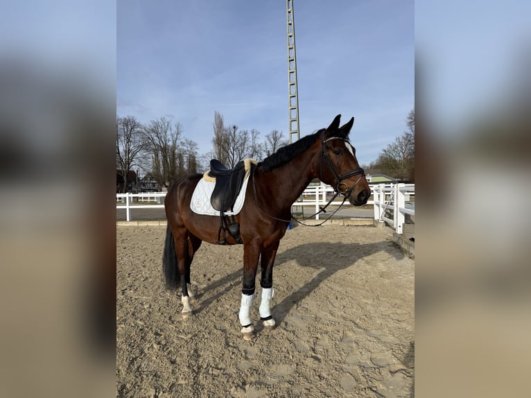 Westfaliano Castrone 6 Anni 168 cm Baio in Dortmund