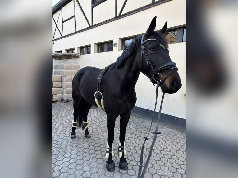 Westfaliano Castrone 6 Anni 168 cm Baio scuro in Eitorf
