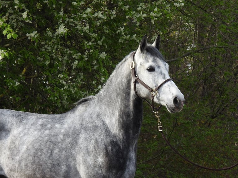 Westfaliano Castrone 6 Anni 168 cm Grigio in Verl