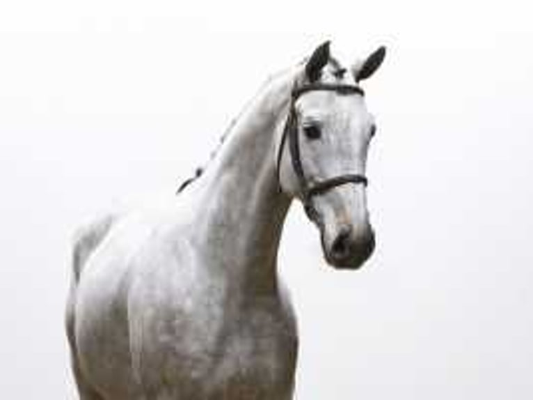 Westfaliano Castrone 6 Anni 168 cm Grigio in Waddinxveen