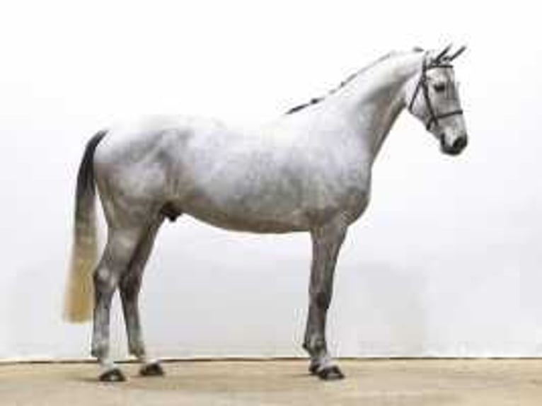 Westfaliano Castrone 6 Anni 168 cm Grigio in Waddinxveen