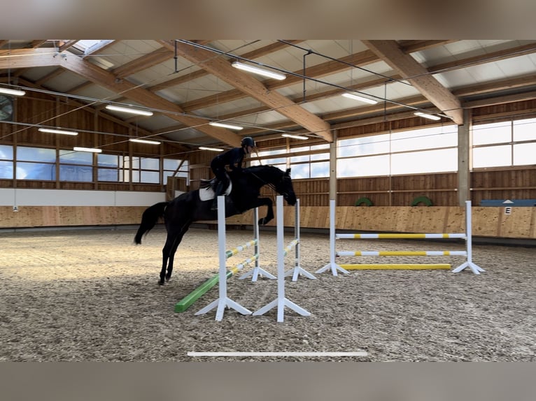 Westfaliano Castrone 6 Anni 168 cm Morello in Erharting