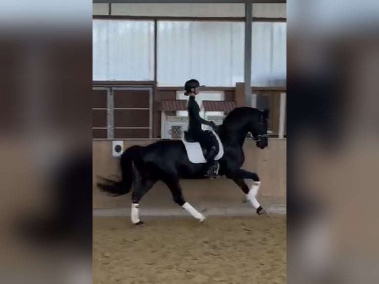 Westfaliano Castrone 6 Anni 169 cm Morello in Bochum