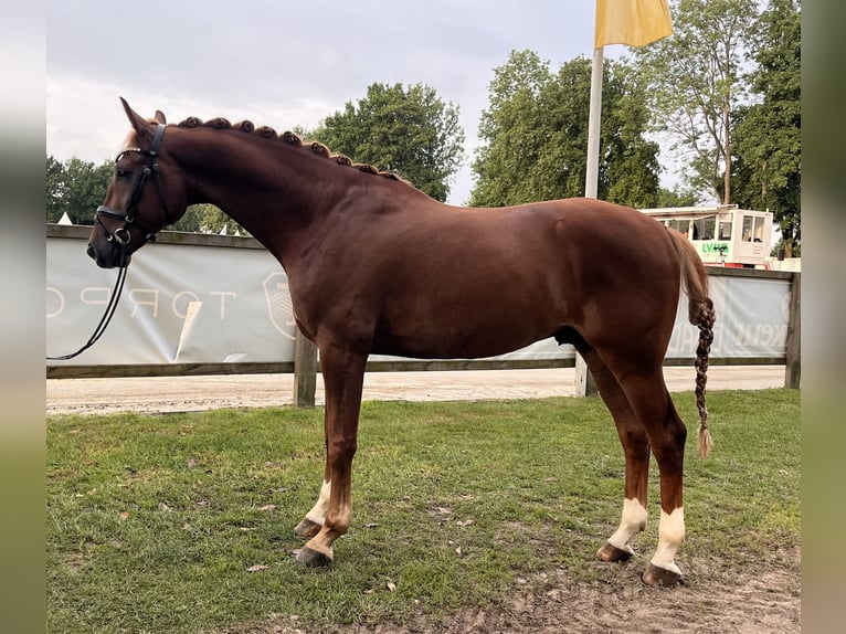 Westfaliano Castrone 6 Anni 169 cm Sauro in Telgte