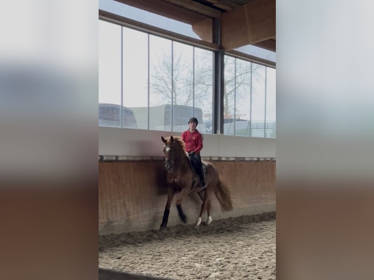 Westfaliano Castrone 6 Anni 169 cm Sauro in Telgte