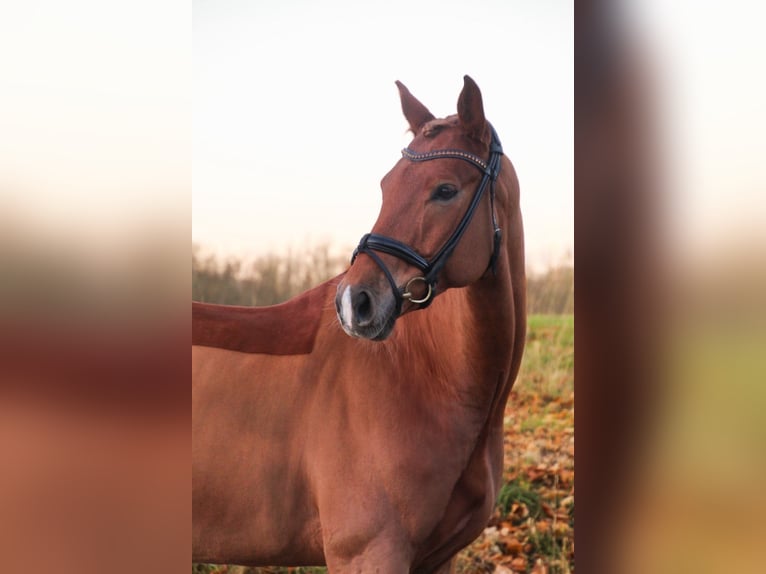 Westfaliano Castrone 6 Anni 169 cm Sauro in Überherrn