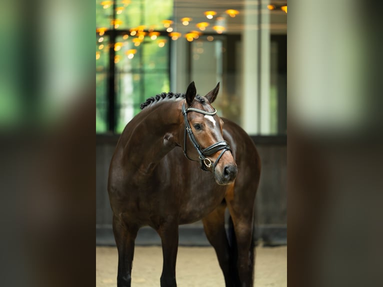 Westfaliano Castrone 6 Anni 170 cm Baio ciliegia in Mol