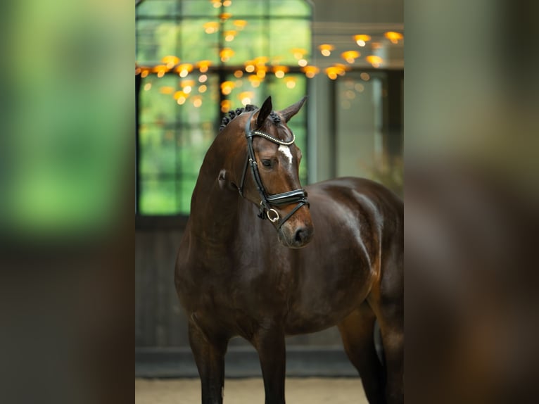 Westfaliano Castrone 6 Anni 170 cm Baio ciliegia in Mol