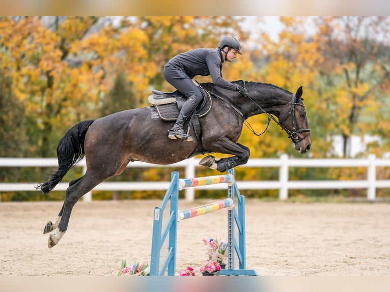 Westfaliano Castrone 6 Anni 170 cm in Zduchovice