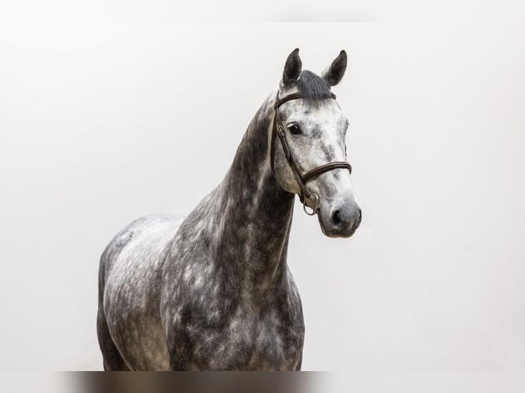 Westfaliano Castrone 6 Anni 170 cm Grigio in Waddinxveen