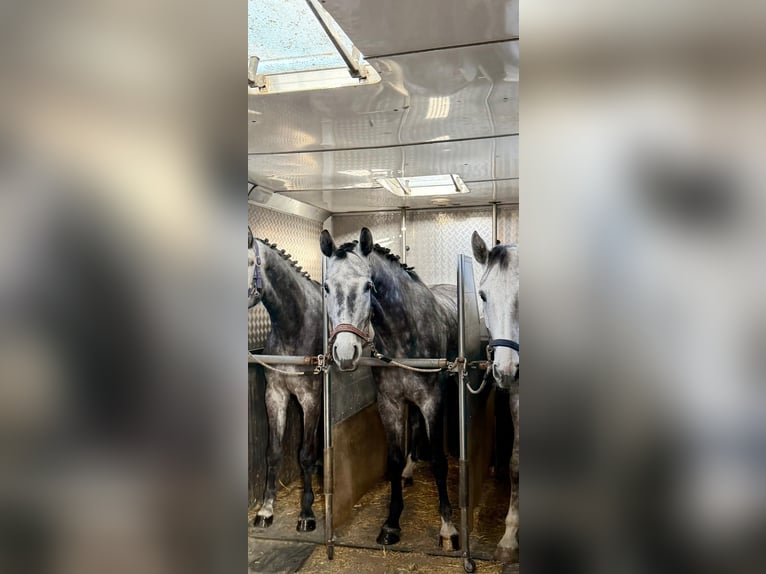 Westfaliano Castrone 6 Anni 170 cm Grigio pezzato in Lünen