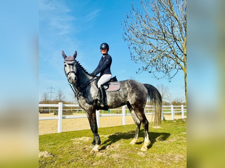 Westfaliano Castrone 6 Anni 170 cm Grigio pezzato in Lünen