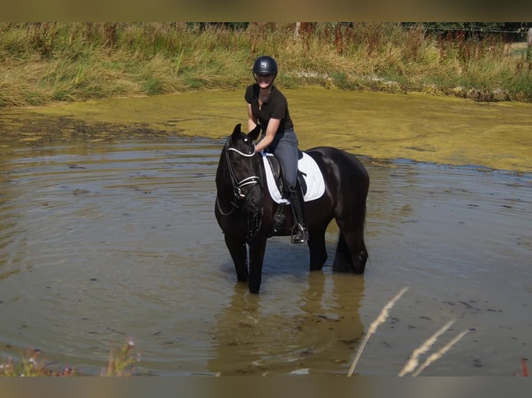 Westfaliano Castrone 6 Anni 170 cm Morello in Iserlohn