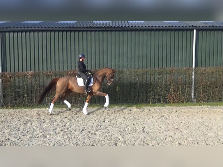 Westfaliano Castrone 6 Anni 170 cm Sauro in Mönchengladbach