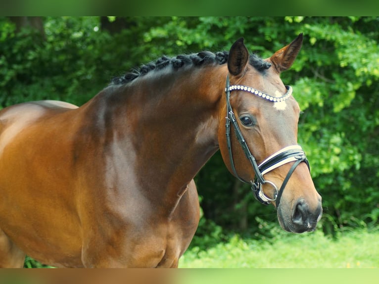 Westfaliano Castrone 6 Anni 171 cm Baio in Gleichen