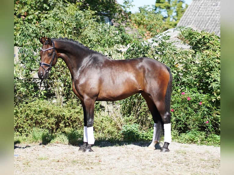 Westfaliano Castrone 6 Anni 172 cm Baio nero in Selsingen