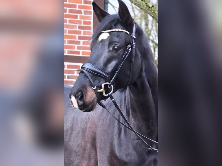 Westfaliano Castrone 6 Anni 172 cm Baio nero in Warendorf