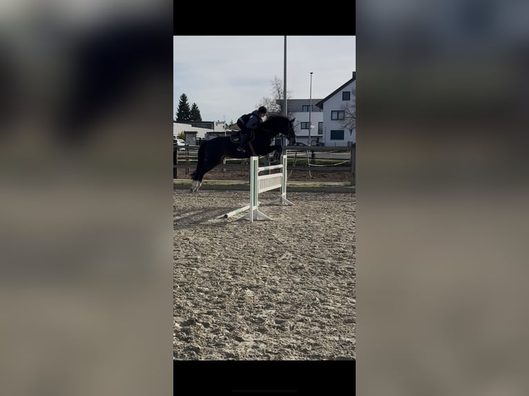 Westfaliano Castrone 6 Anni 172 cm Baio scuro in Poxdorf