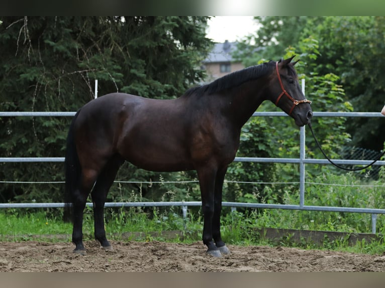 Westfaliano Castrone 6 Anni 172 cm Morello in Borchen