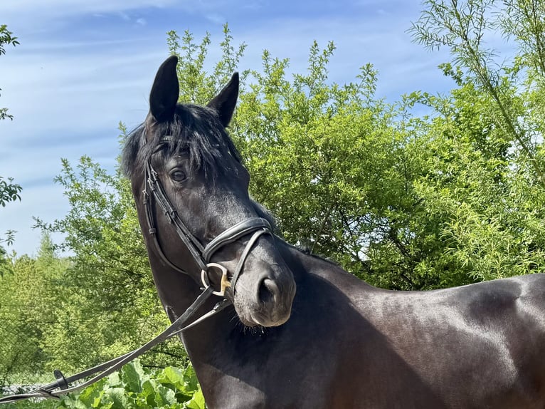 Westfaliano Castrone 6 Anni 172 cm Morello in Grevenbroich