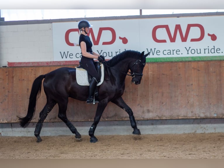 Westfaliano Castrone 6 Anni 172 cm Morello in Grevenbroich