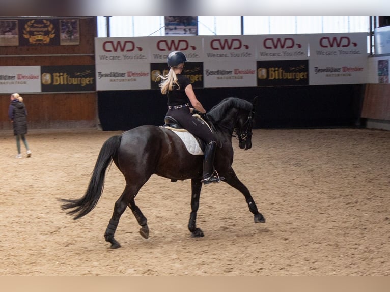 Westfaliano Castrone 6 Anni 172 cm Morello in Grevenbroich