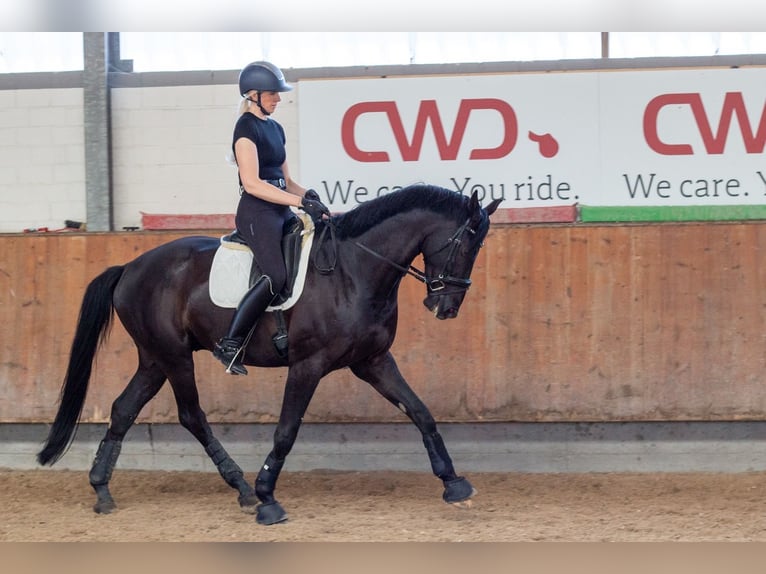 Westfaliano Castrone 6 Anni 172 cm Morello in Grevenbroich