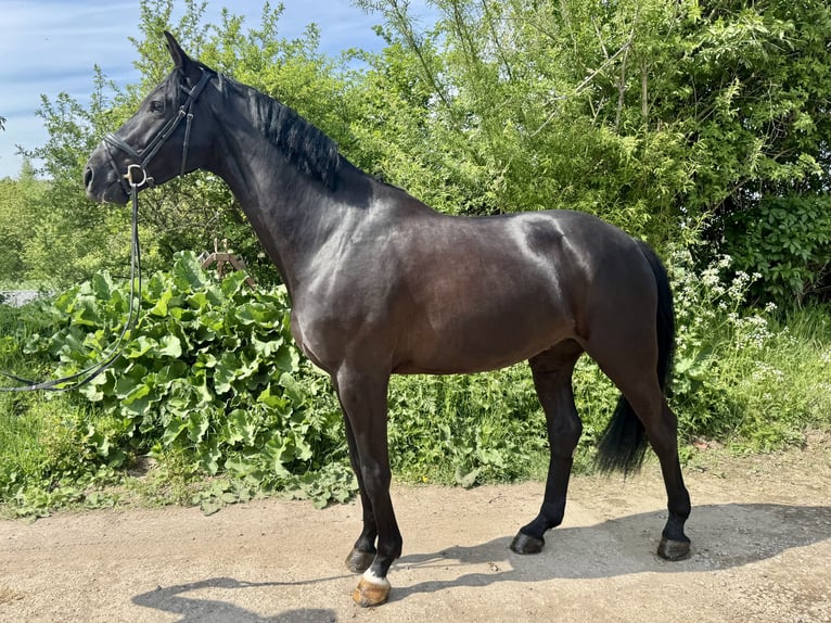 Westfaliano Castrone 6 Anni 172 cm Morello in Grevenbroich