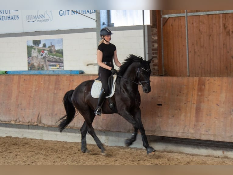 Westfaliano Castrone 6 Anni 172 cm Morello in Grevenbroich