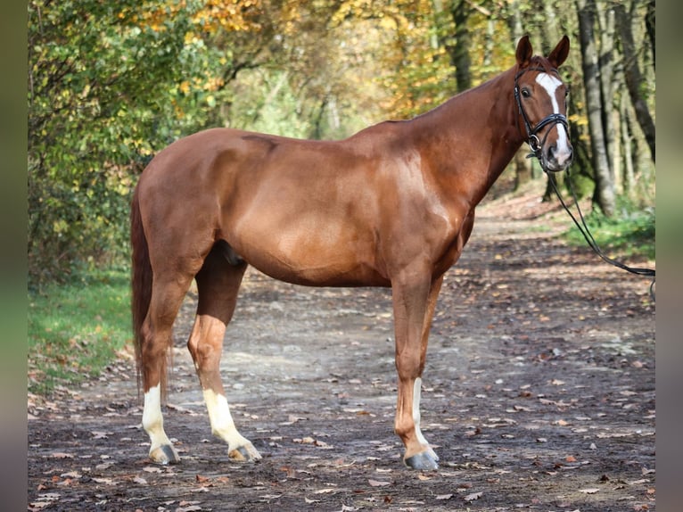 Westfaliano Castrone 6 Anni 172 cm Sauro in Wuppertal