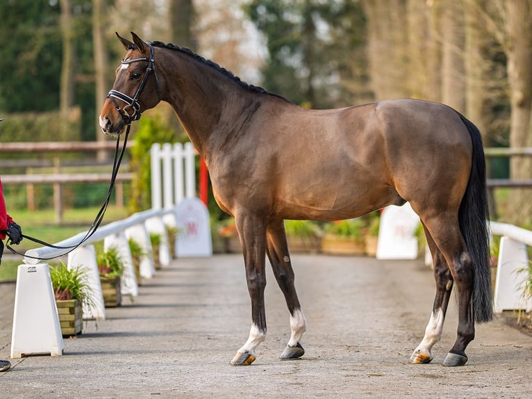 Westfaliano Castrone 6 Anni 173 cm Baio in Münster-Handorf