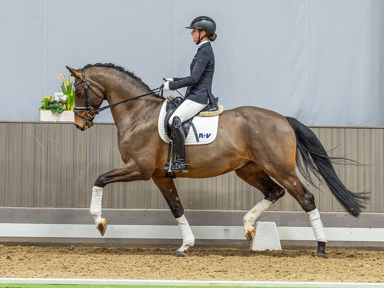 Westfaliano Castrone 6 Anni 173 cm Baio in Münster-Handorf