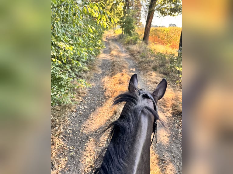 Westfaliano Castrone 6 Anni 173 cm Baio nero in Haltern am See