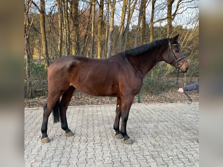 Westfaliano Castrone 6 Anni 174 cm Baio in Verl