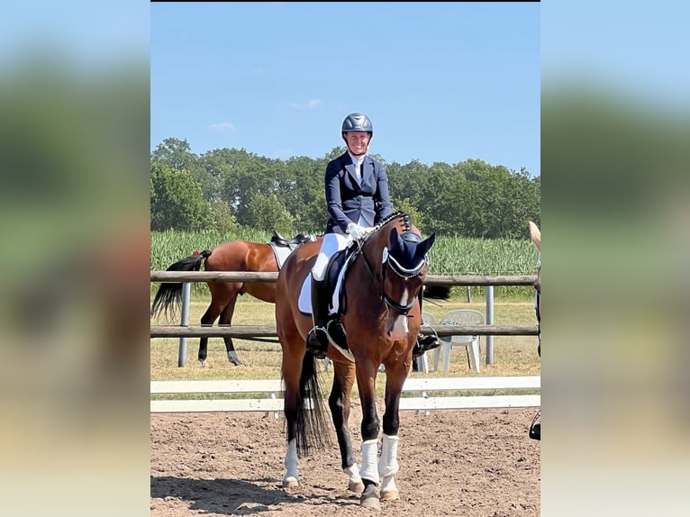 Westfaliano Castrone 6 Anni 174 cm Baio in LinsburgLinsburg