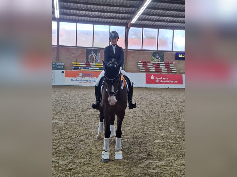 Westfaliano Castrone 6 Anni 174 cm Baio in LinsburgLinsburg