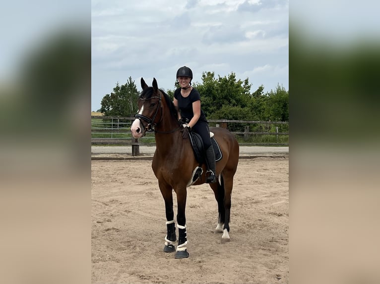 Westfaliano Castrone 6 Anni 174 cm Baio in LinsburgLinsburg