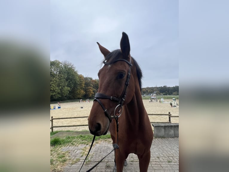 Westfaliano Castrone 6 Anni 174 cm Baio in Bergisch Gladbach