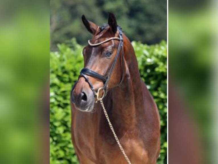 Westfaliano Castrone 6 Anni 174 cm Baio scuro in Calatayud