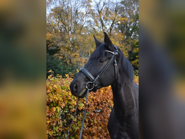 Westfaliano Castrone 6 Anni 174 cm Morello in Aachen