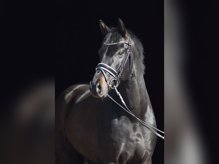 Westfaliano Castrone 6 Anni 174 cm Morello in Herbstein