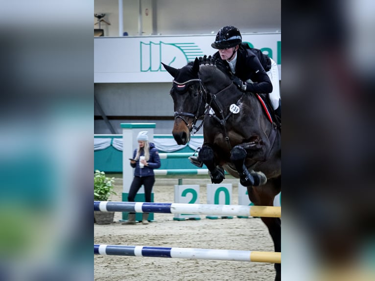 Westfaliano Castrone 6 Anni 175 cm Baio scuro in Dorsten