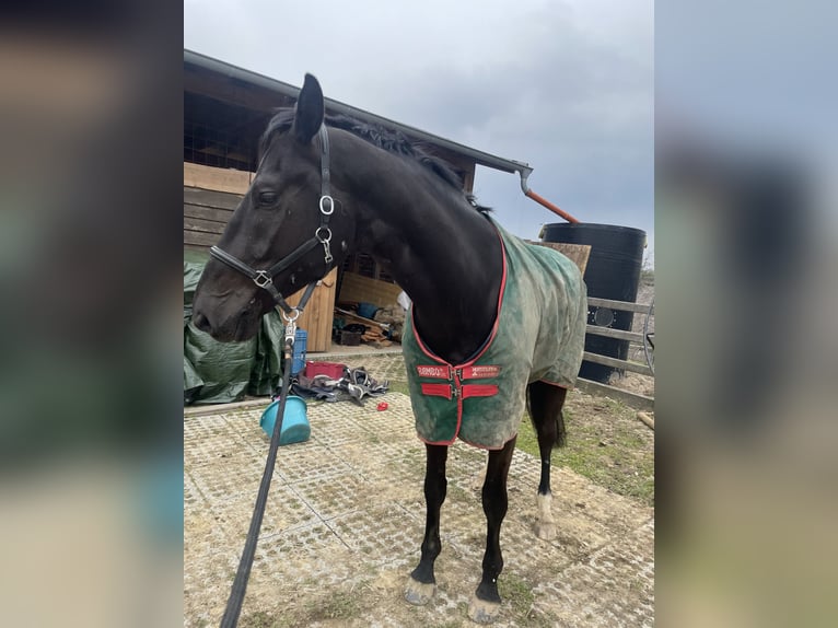 Westfaliano Castrone 6 Anni 175 cm Morello in Kürten