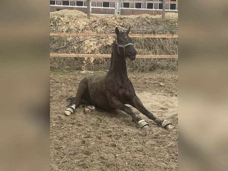 Westfaliano Castrone 6 Anni 175 cm Morello in Kürten