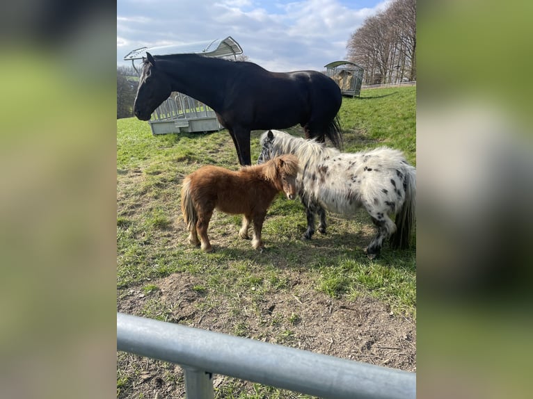 Westfaliano Castrone 6 Anni 175 cm Morello in Kürten