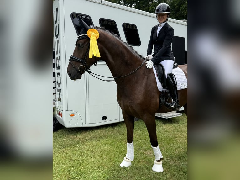 Westfaliano Castrone 6 Anni 175 cm Sauro scuro in Raubling