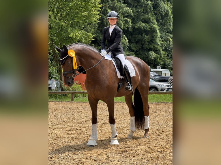 Westfaliano Castrone 6 Anni 175 cm Sauro scuro in Raubling